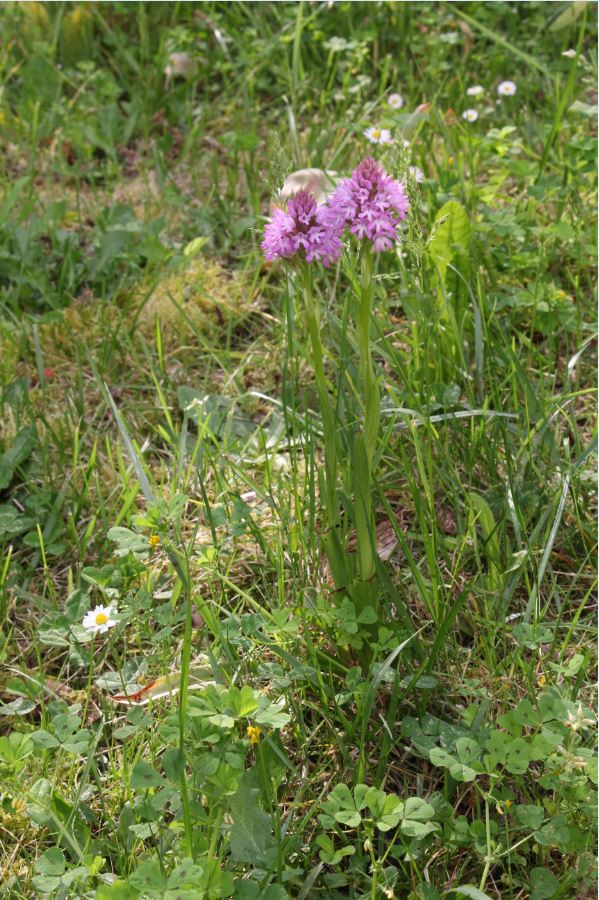 Annexe orchis-pyramidale-generale-mod.JPG