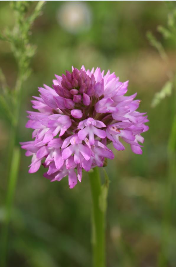 Annexe orchis-pyramidale-inflo-fleur-mod.JPG