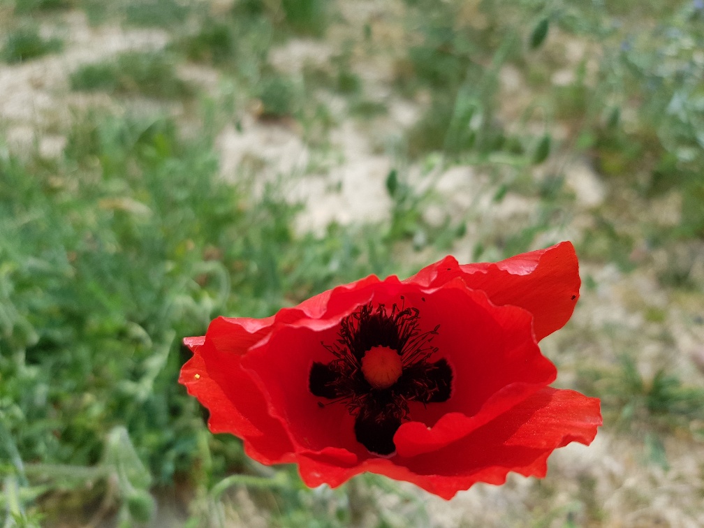 Annexe 20200426_132446_resized.jpg