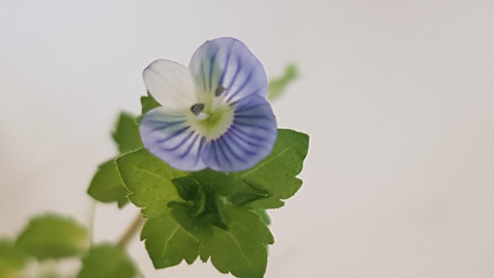 Annexe IMG-20200426-WA0008.jpg