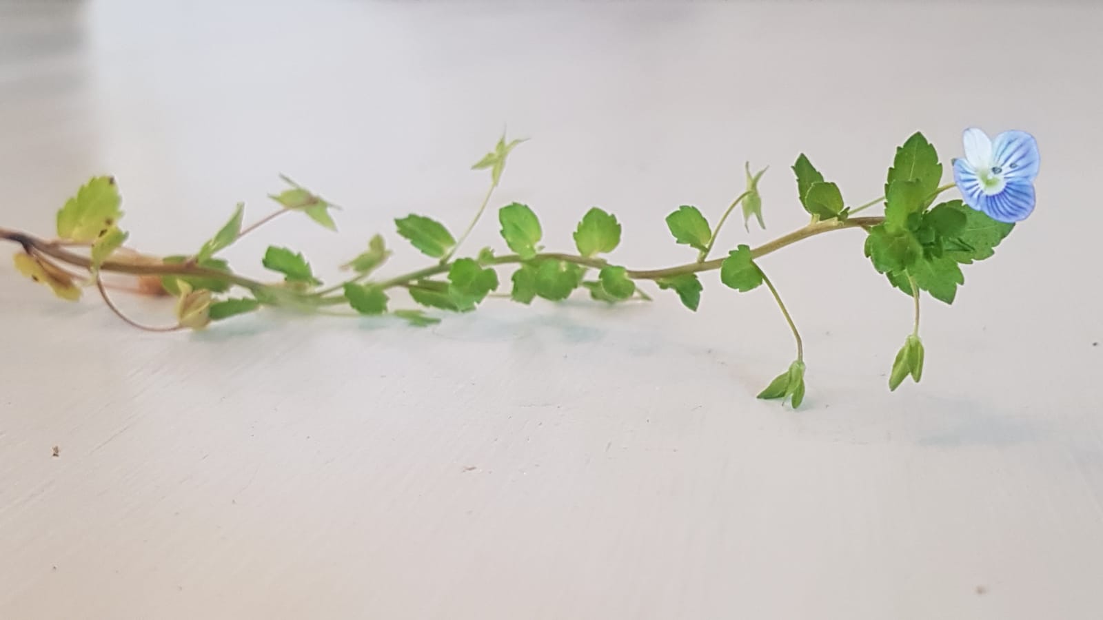 Annexe IMG-20200426-WA0010.jpg