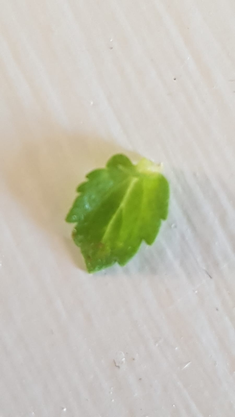 Annexe IMG-20200426-WA0011.jpg