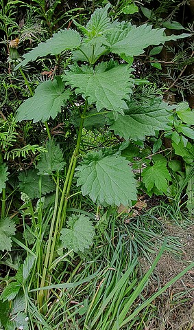 Annexe 20200426_133521.jpg