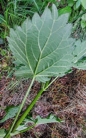 Annexe 20200426_133622.jpg