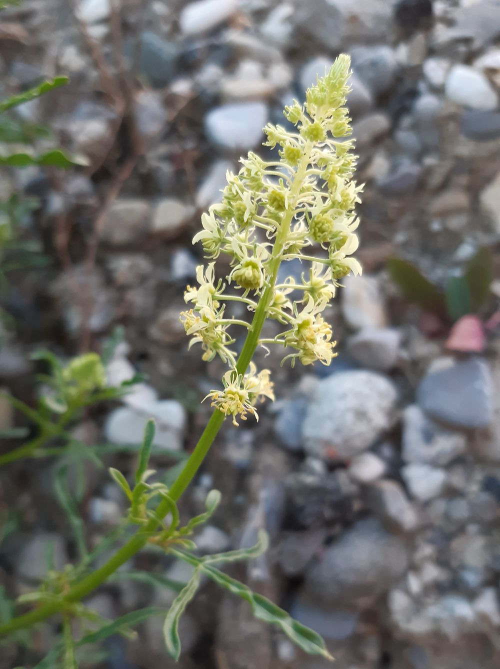 Annexe 20200424_fleur et feuille.jpg