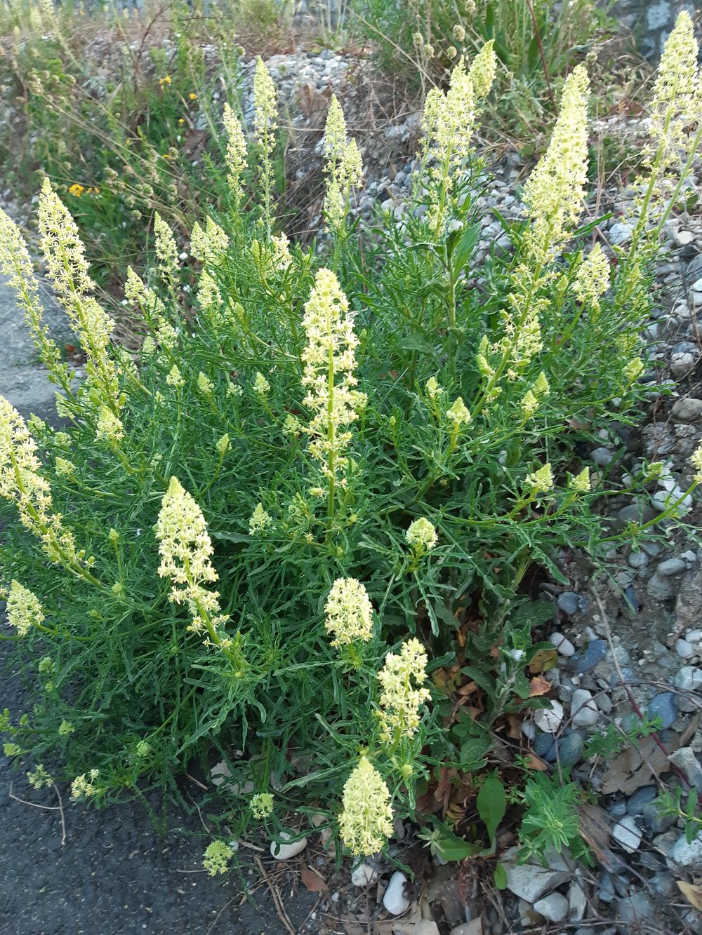 Annexe 20200424_plante.jpg