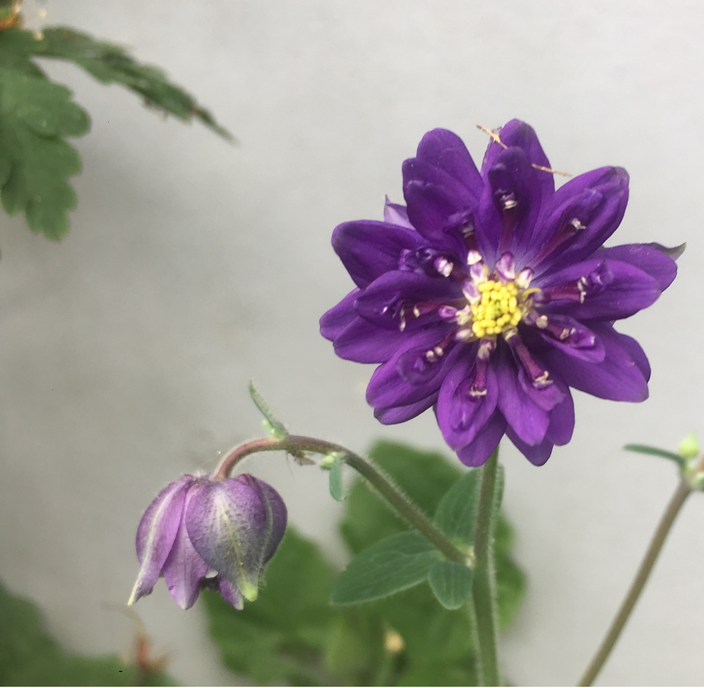 Annexe Ancolie fleur de face V2 .JPG