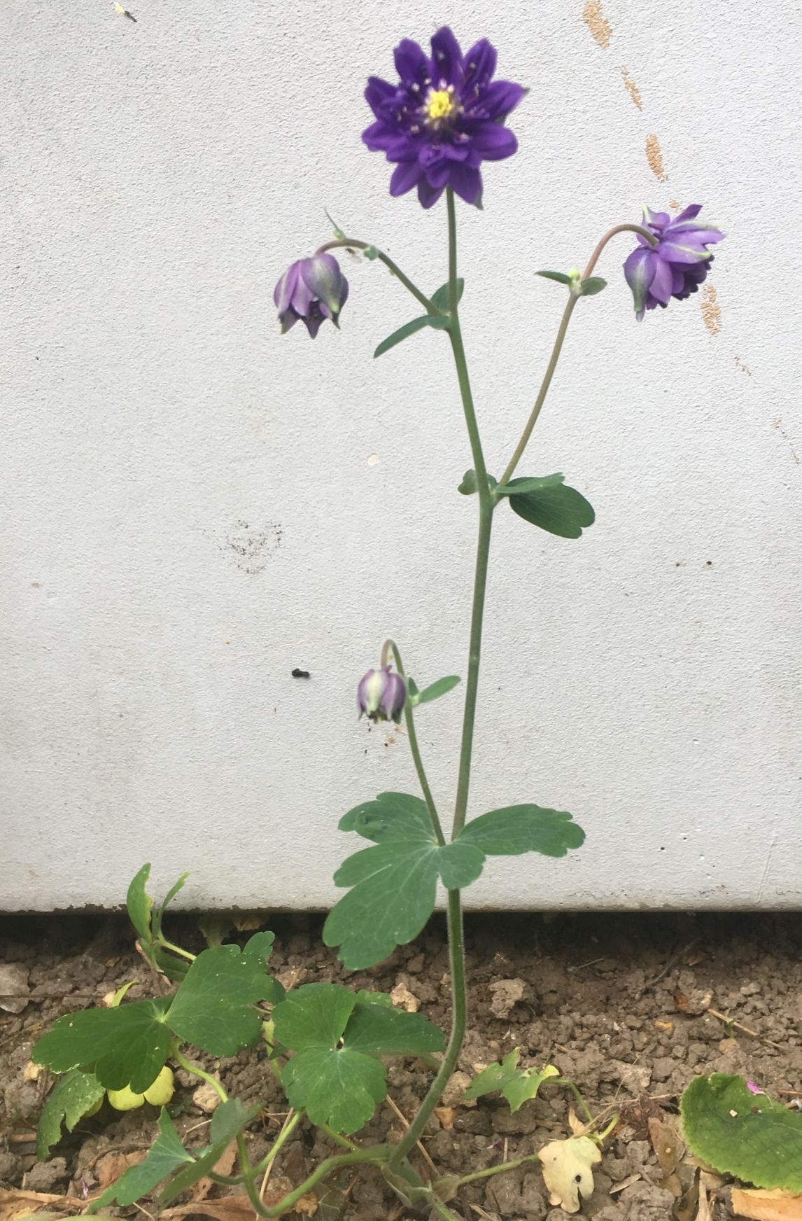 Annexe Ancolie vue Globale V4.jpg