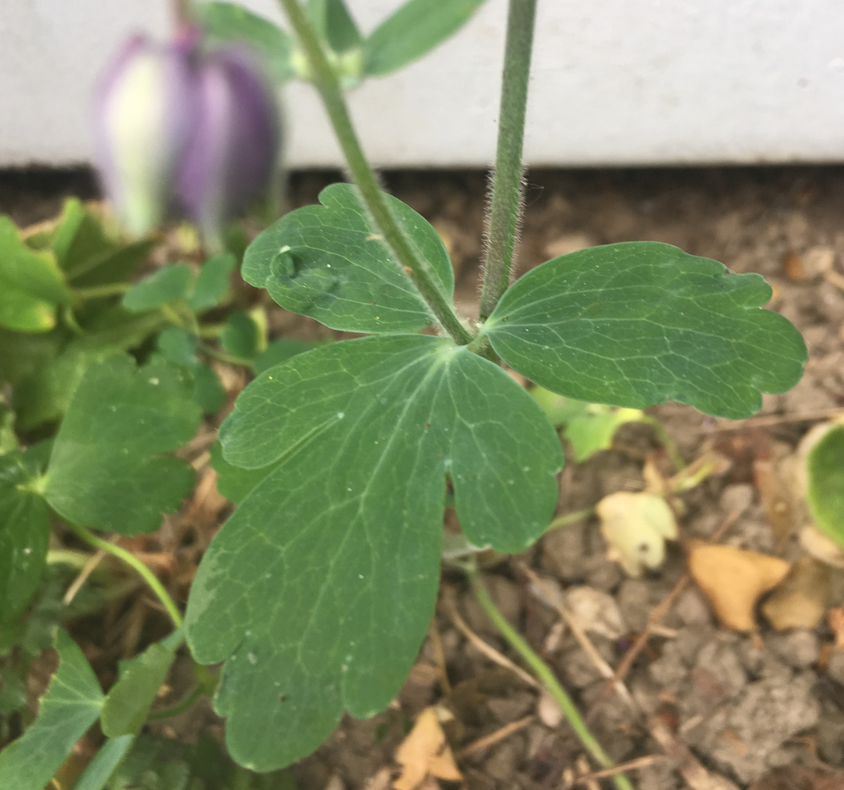 Annexe ancolie - feuille base tige  v2.jpg