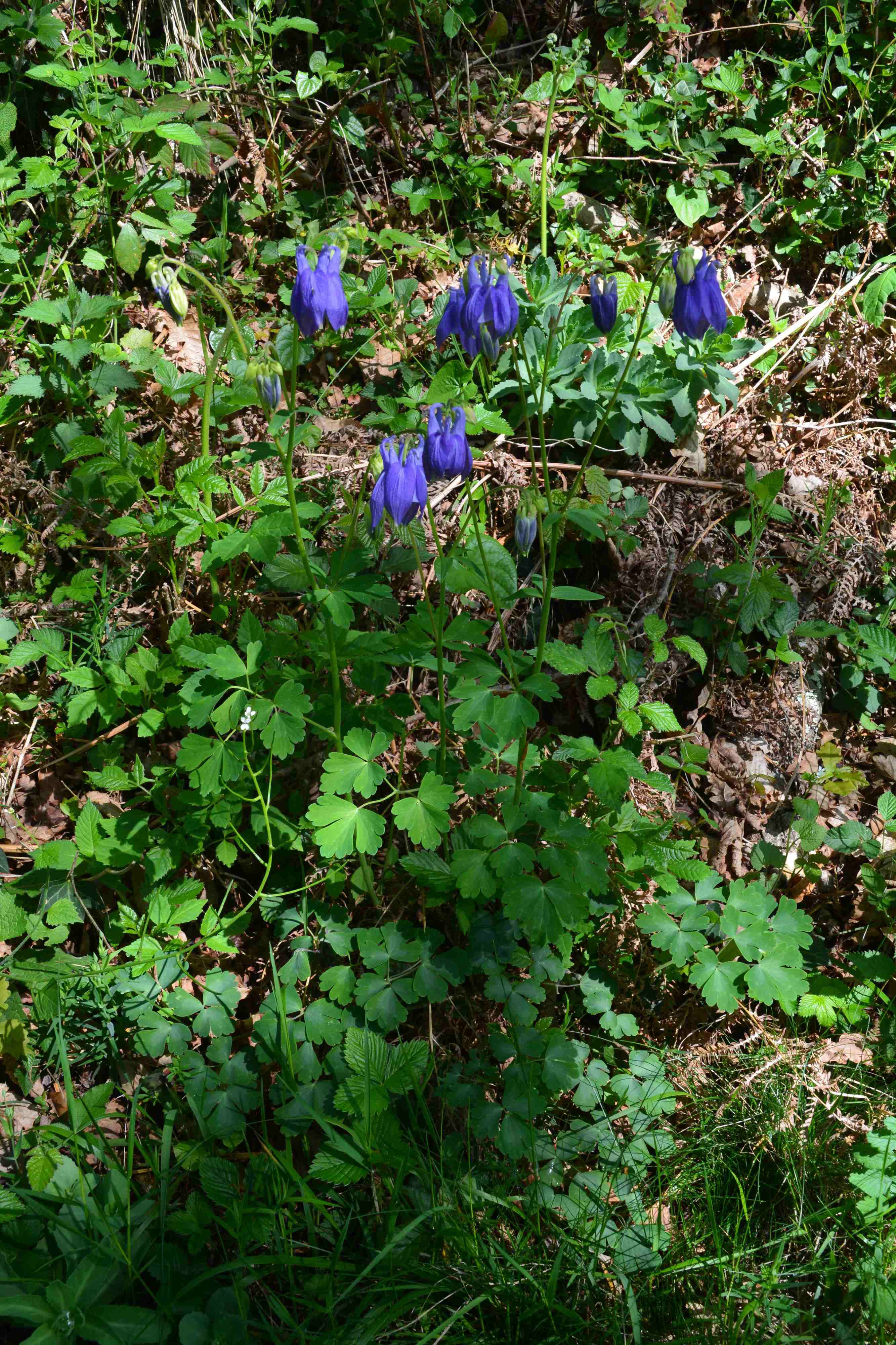 Annexe 1-Une Ancolie des pyrénées vue densemble.JPG