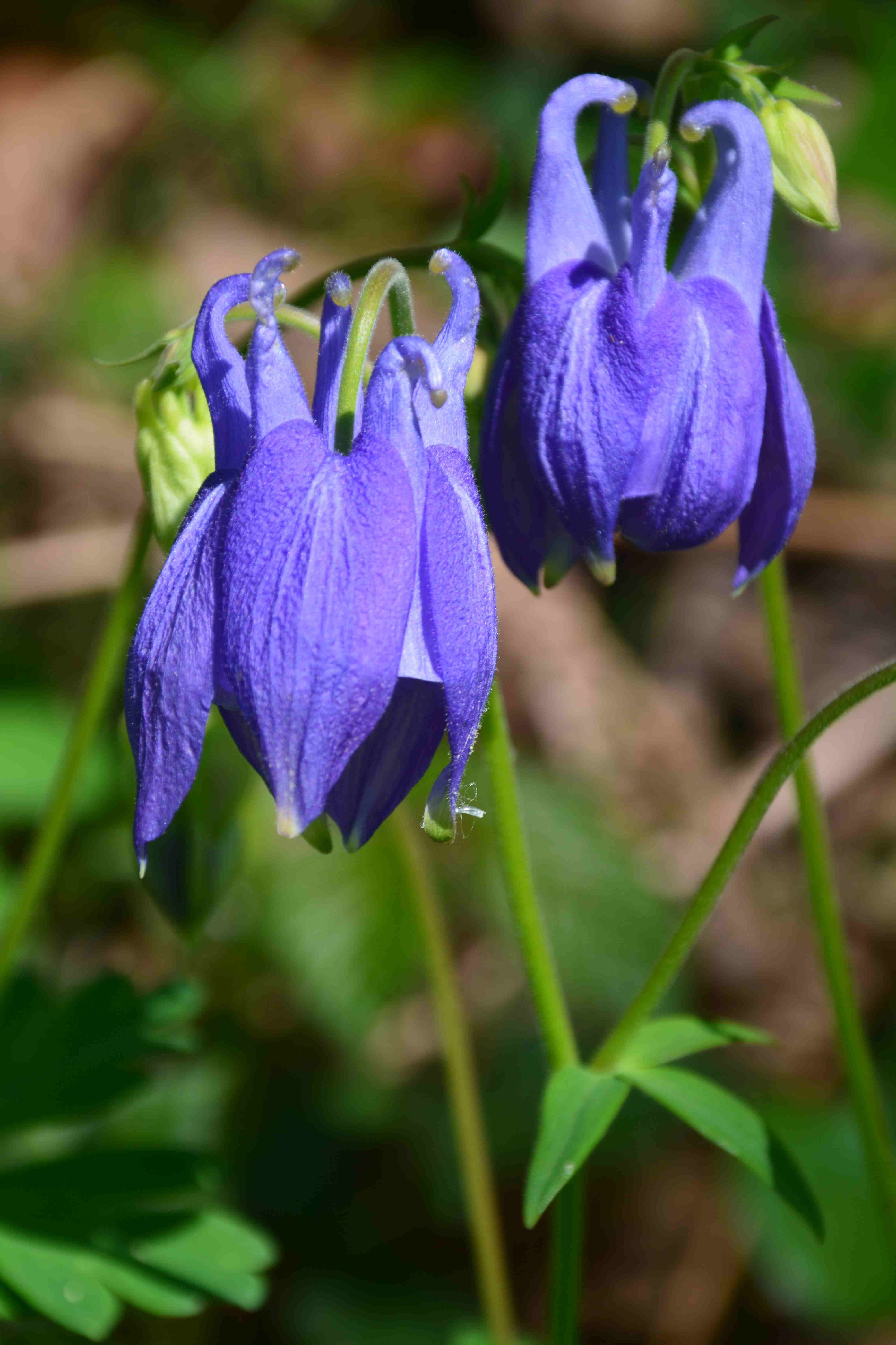 Annexe 2-Les eperons crochus de lancolie.JPG