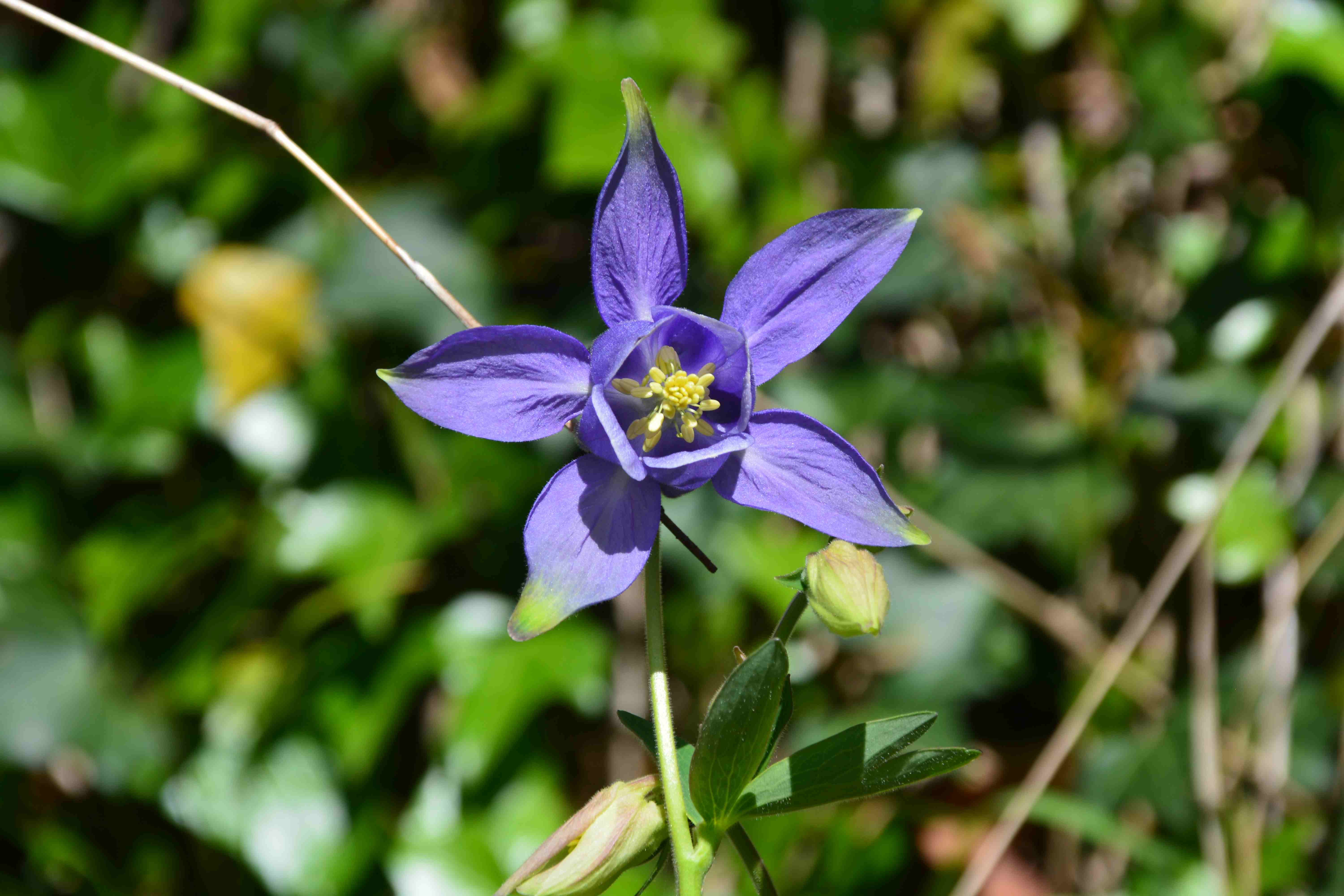 Annexe 3-Ancolie vue de face.JPG