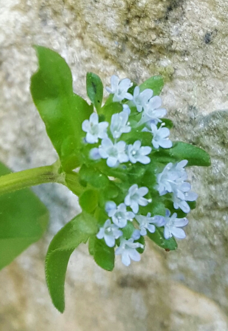 Annexe 20200426_165143-1-1.jpg