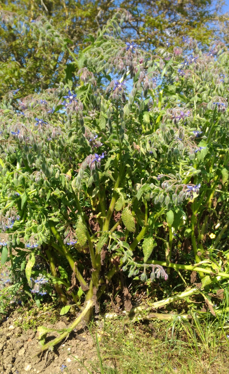 Annexe Borago offinalis_Plante entiere.jpg