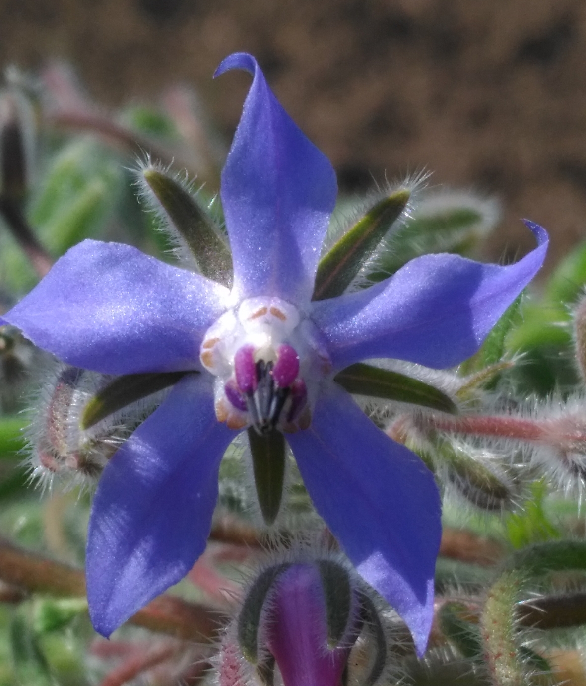 Annexe Borago-Offinalis_Fleur_Face.jpg