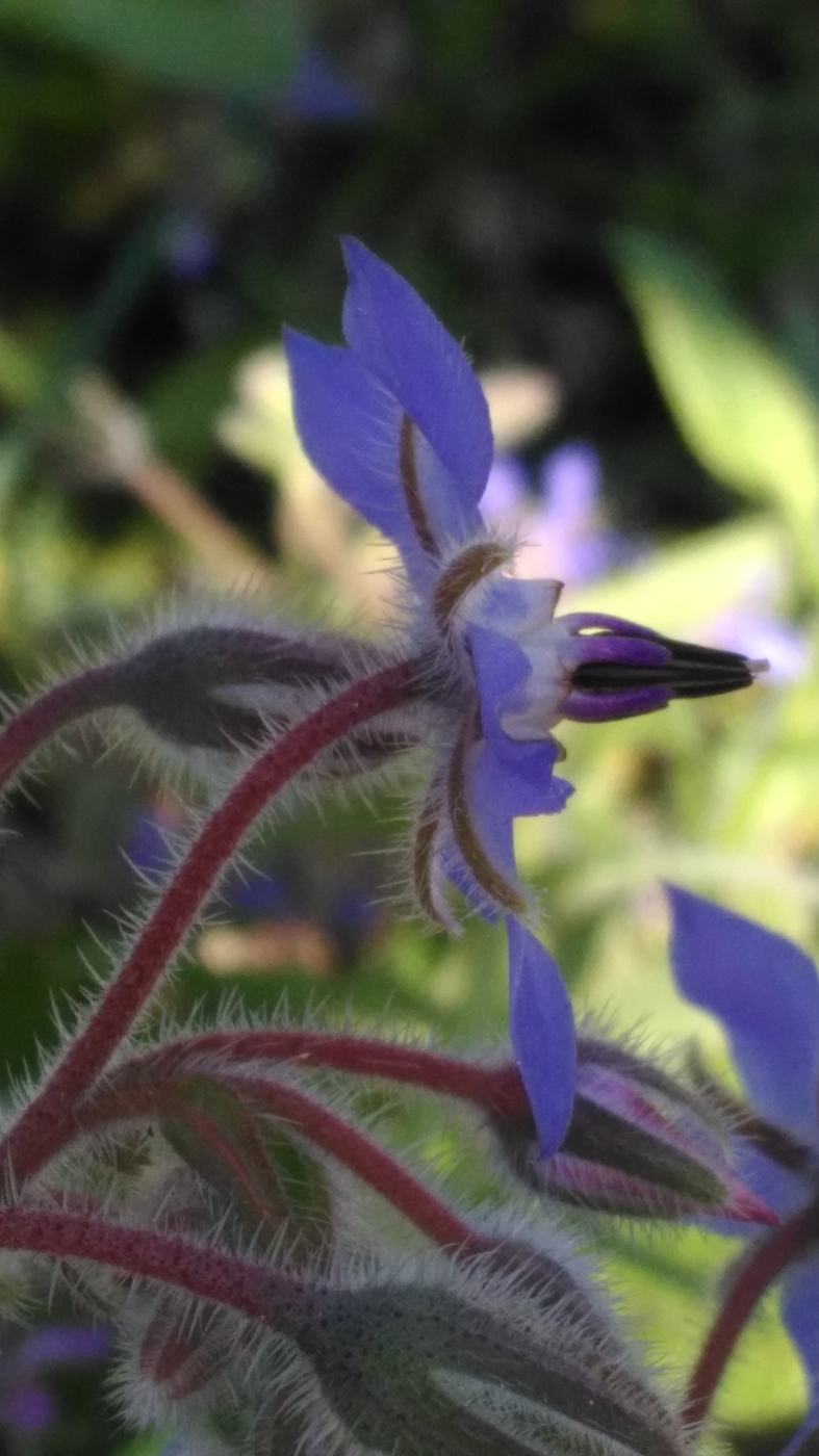 Annexe Borago-Offinalis_Fleur_Profil.jpg