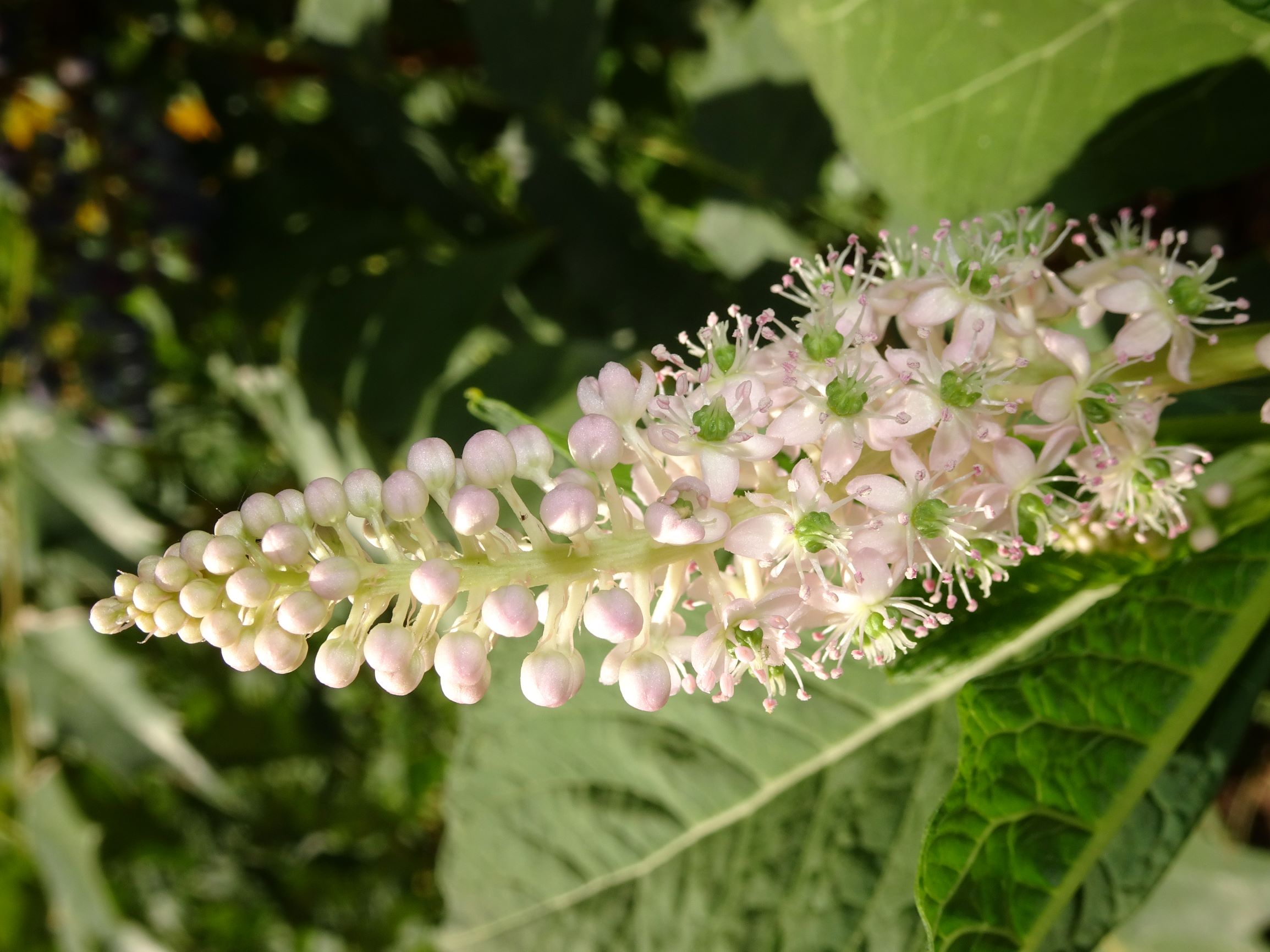 Annexe fleur_ptt.JPG