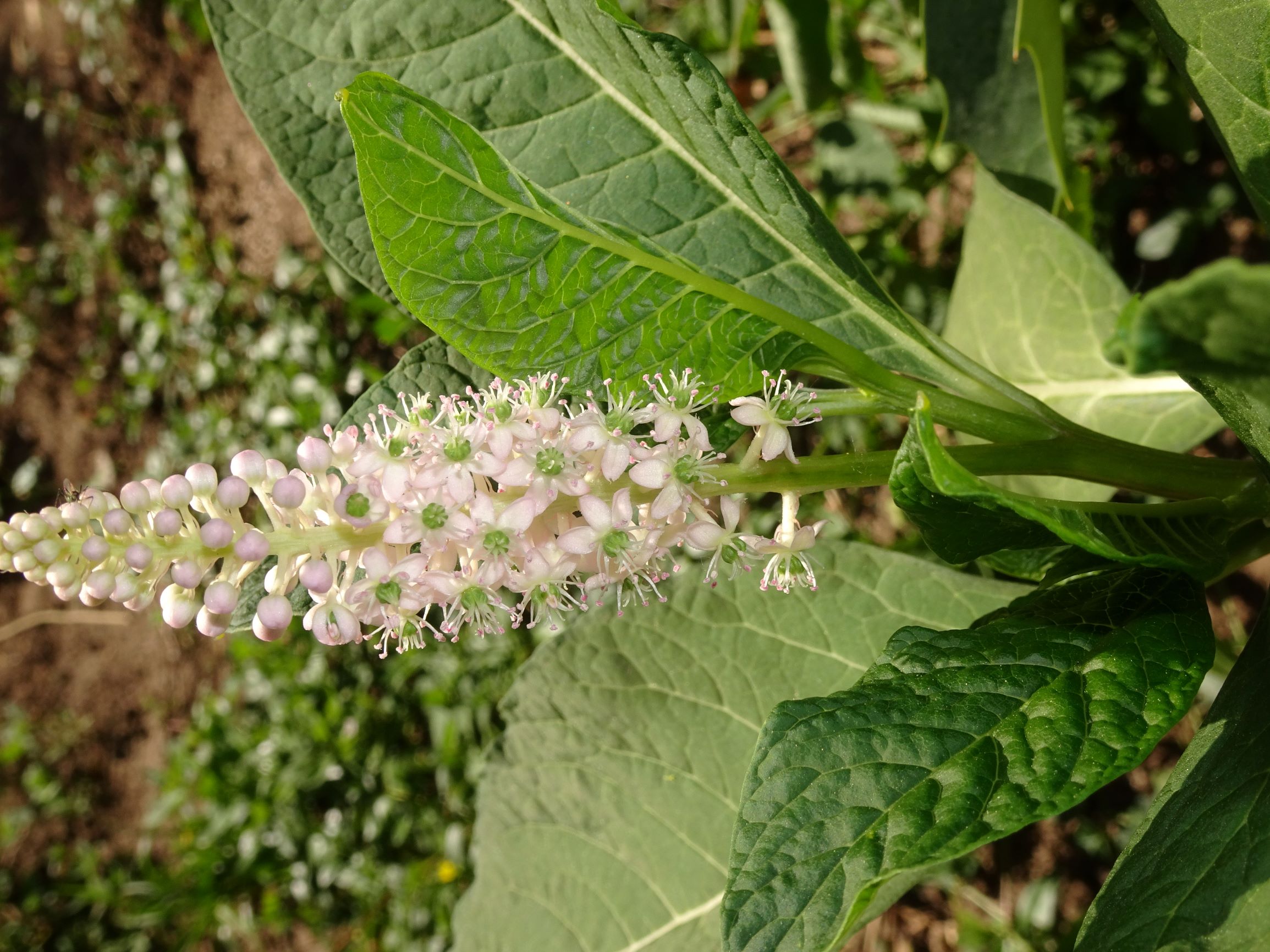 Annexe plante_entière_ptt.JPG