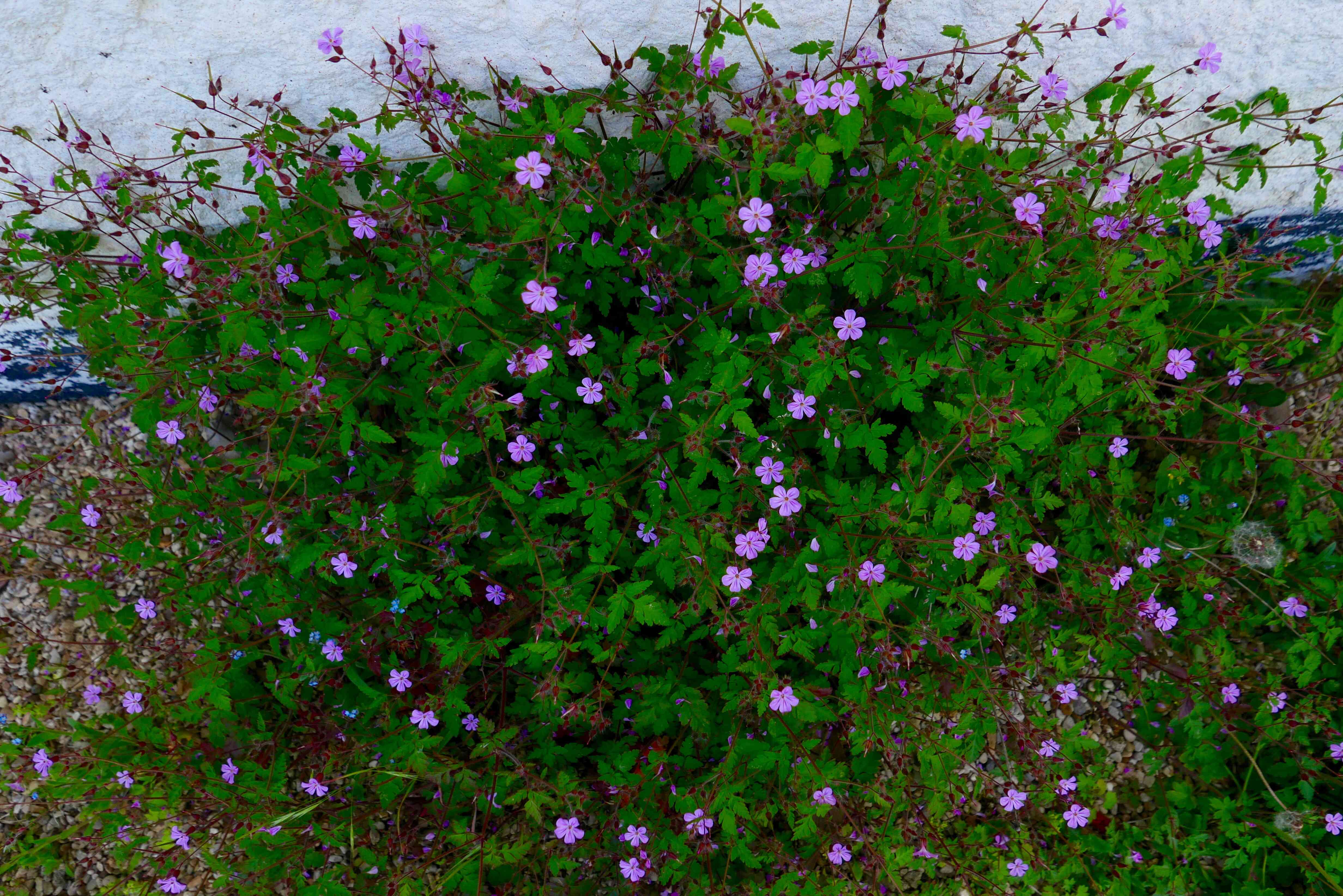 Annexe P1036484-2.jpg