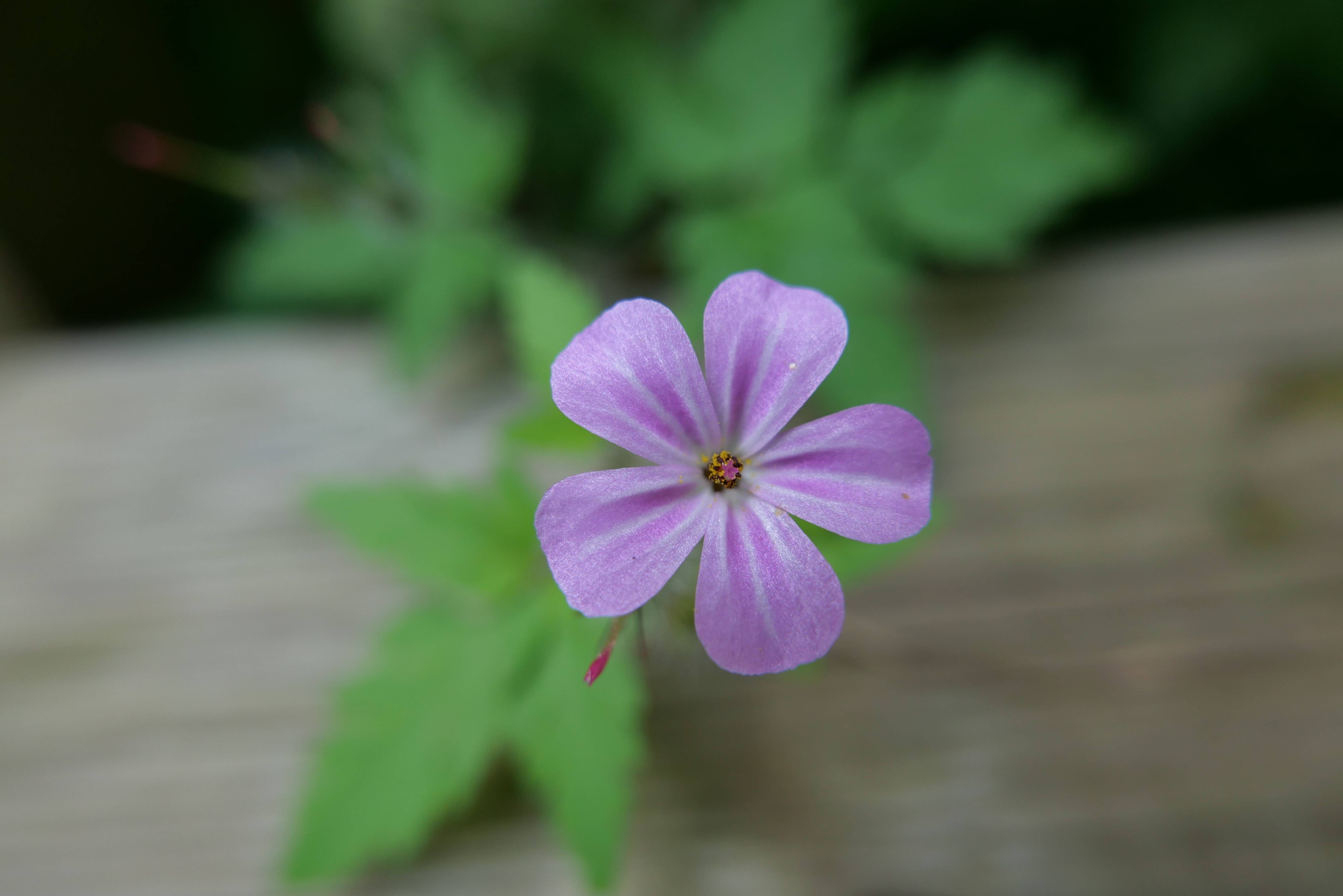 Annexe P1036488-2.jpg