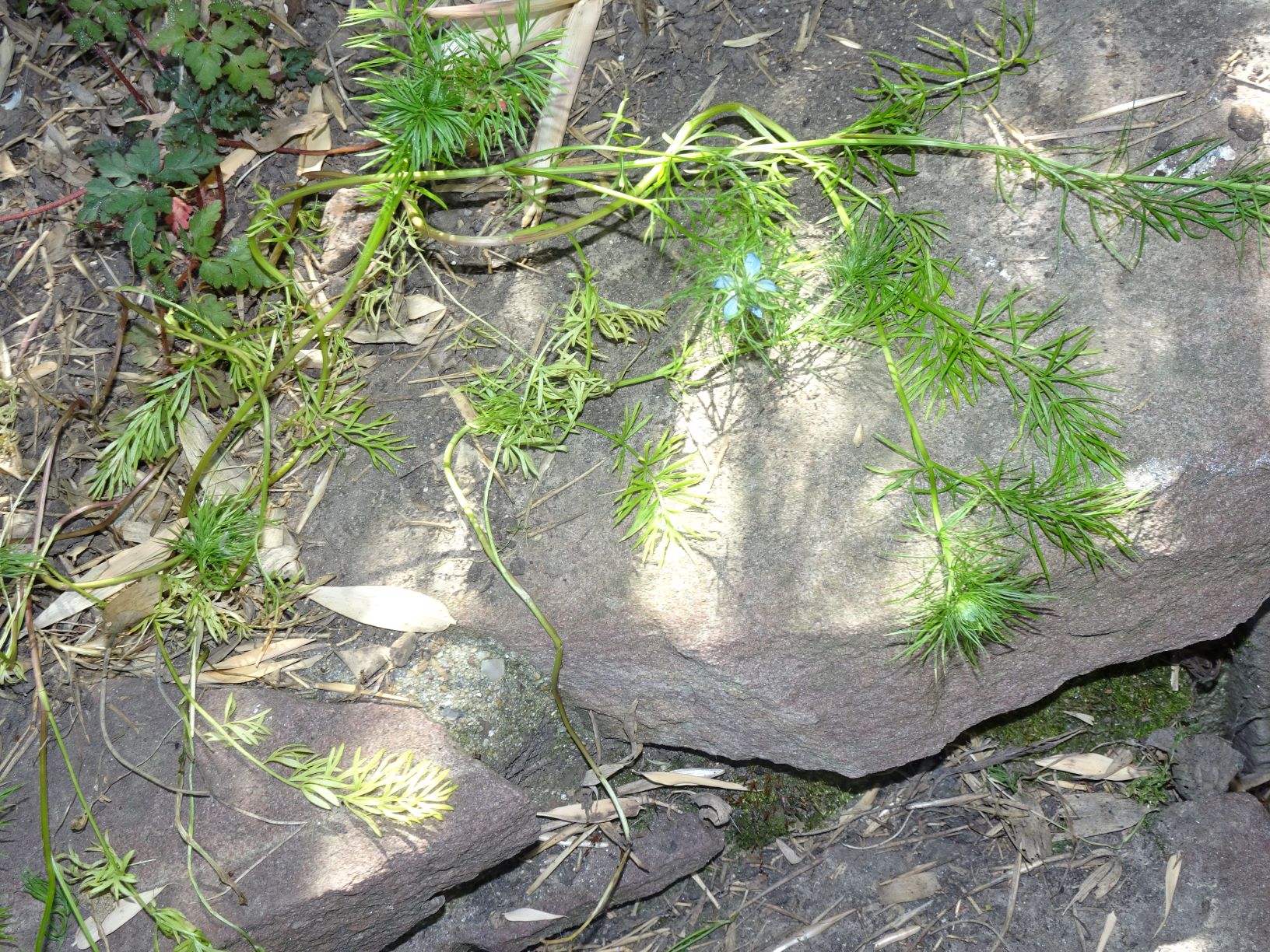 Annexe plante antière.JPG