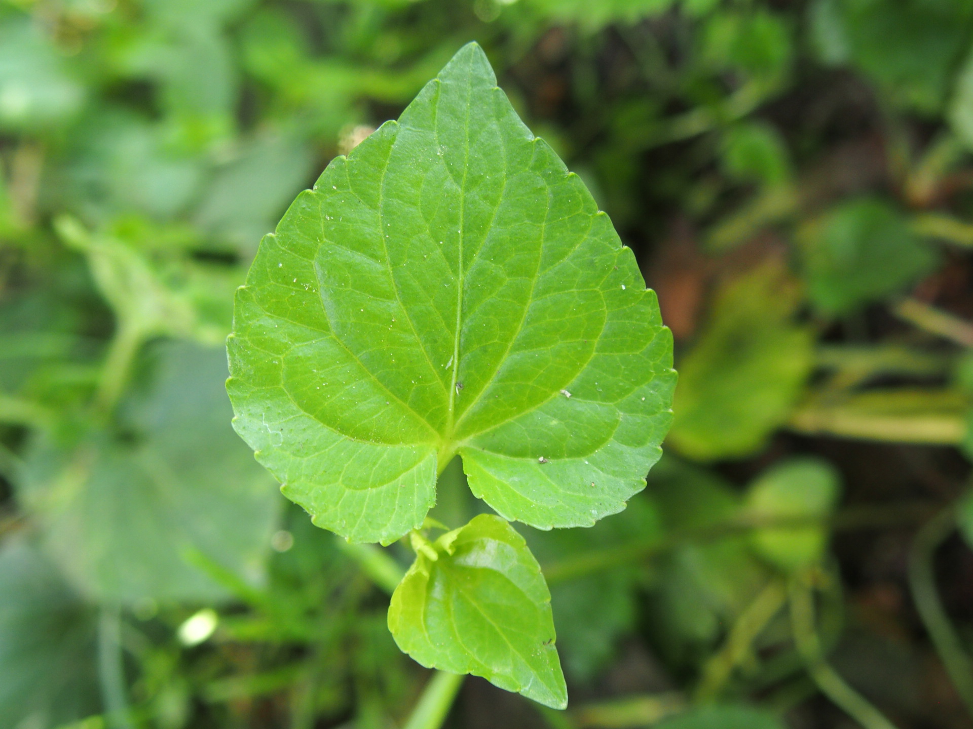 Annexe la feuille de violette.JPG