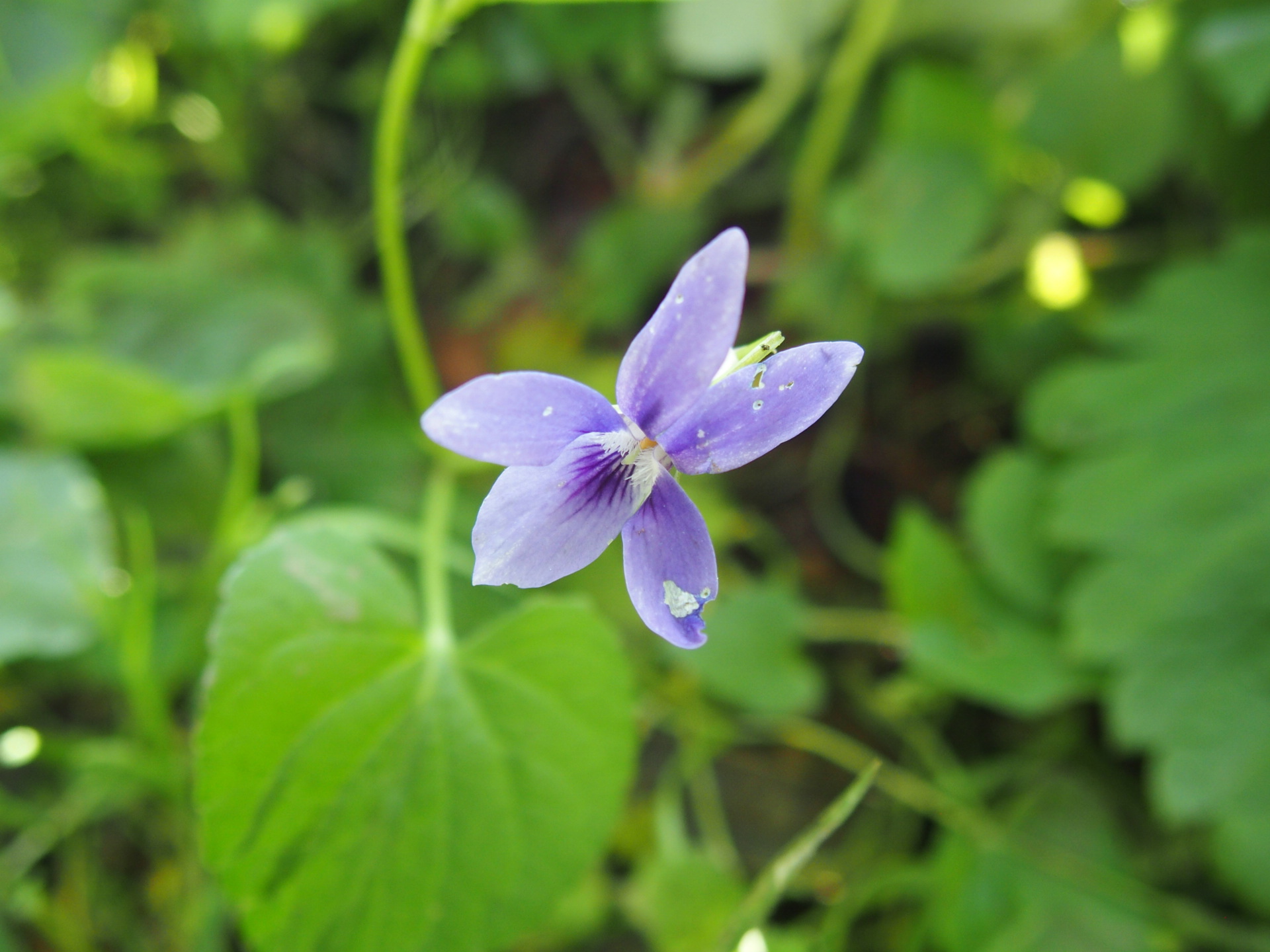 Annexe la fleur de violette.JPG