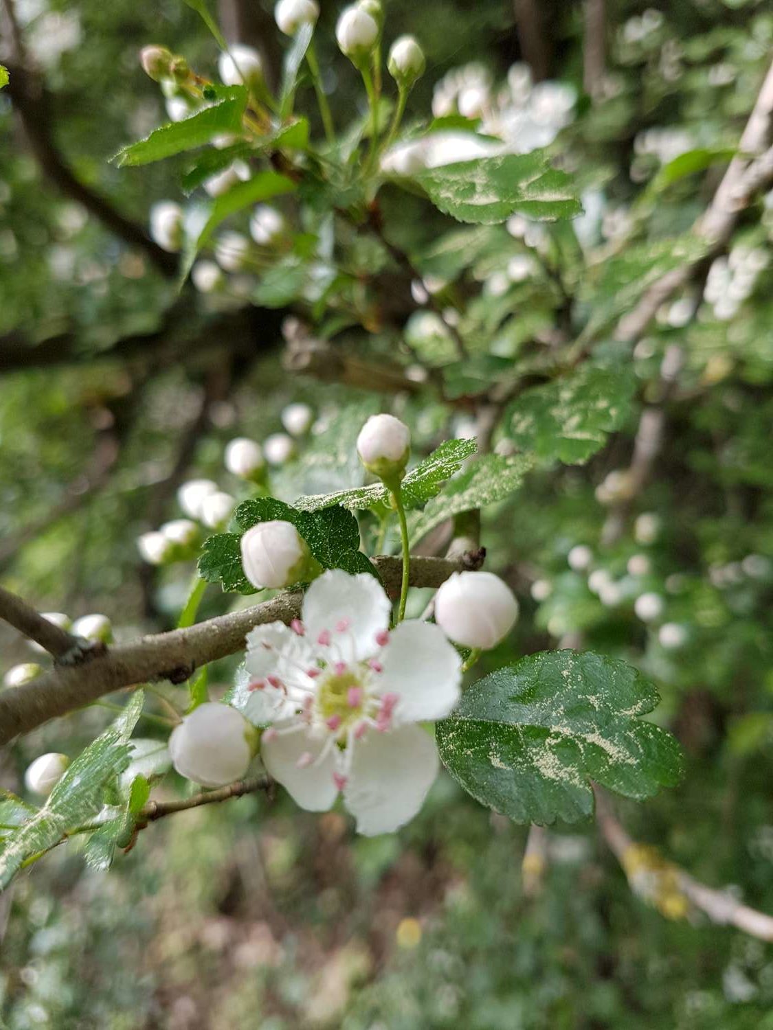 Annexe aubépine 2 styles.jpg