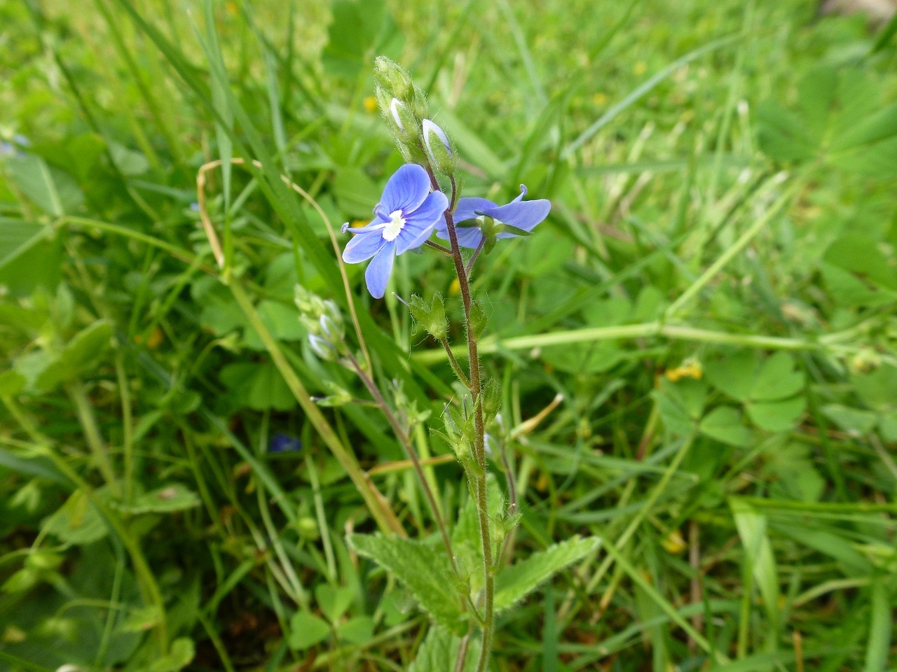 Annexe VERONICA AGRESTIS 3.jpg