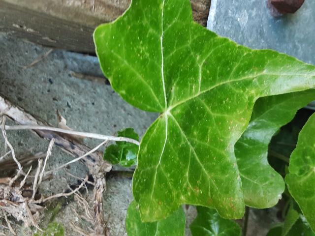 Annexe rps20200426_215151.jpg