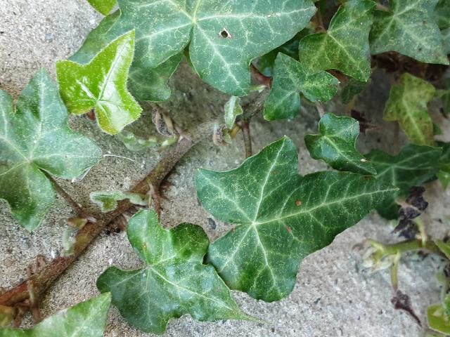 Annexe rps20200426_215314.jpg