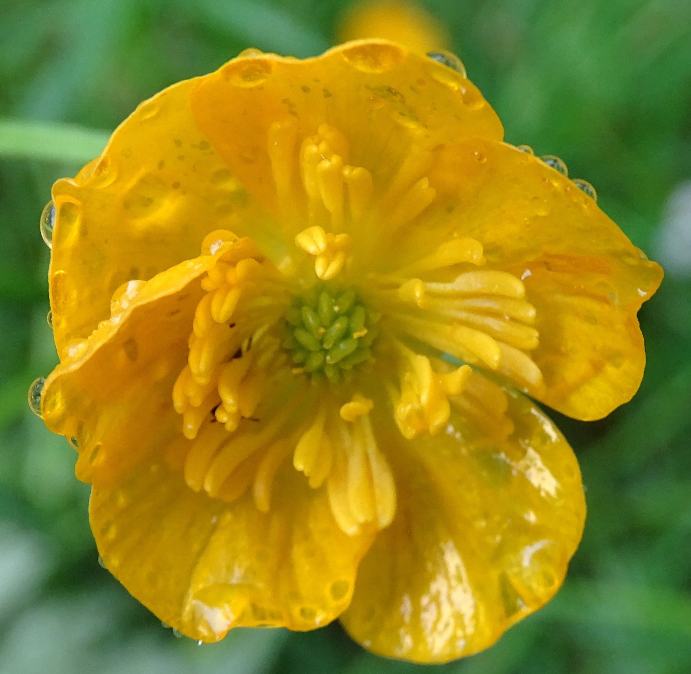 Annexe fleur du bouton dor.JPG