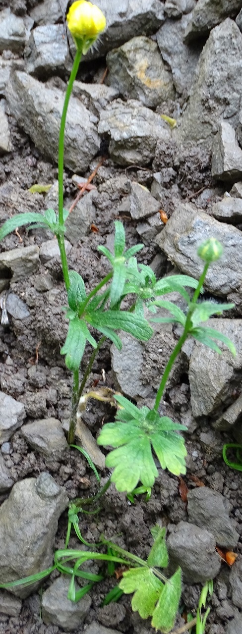 Annexe plante entière (2).jpg