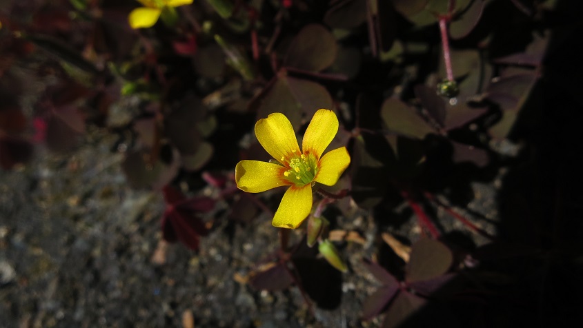 Annexe IMG_49631.jpg