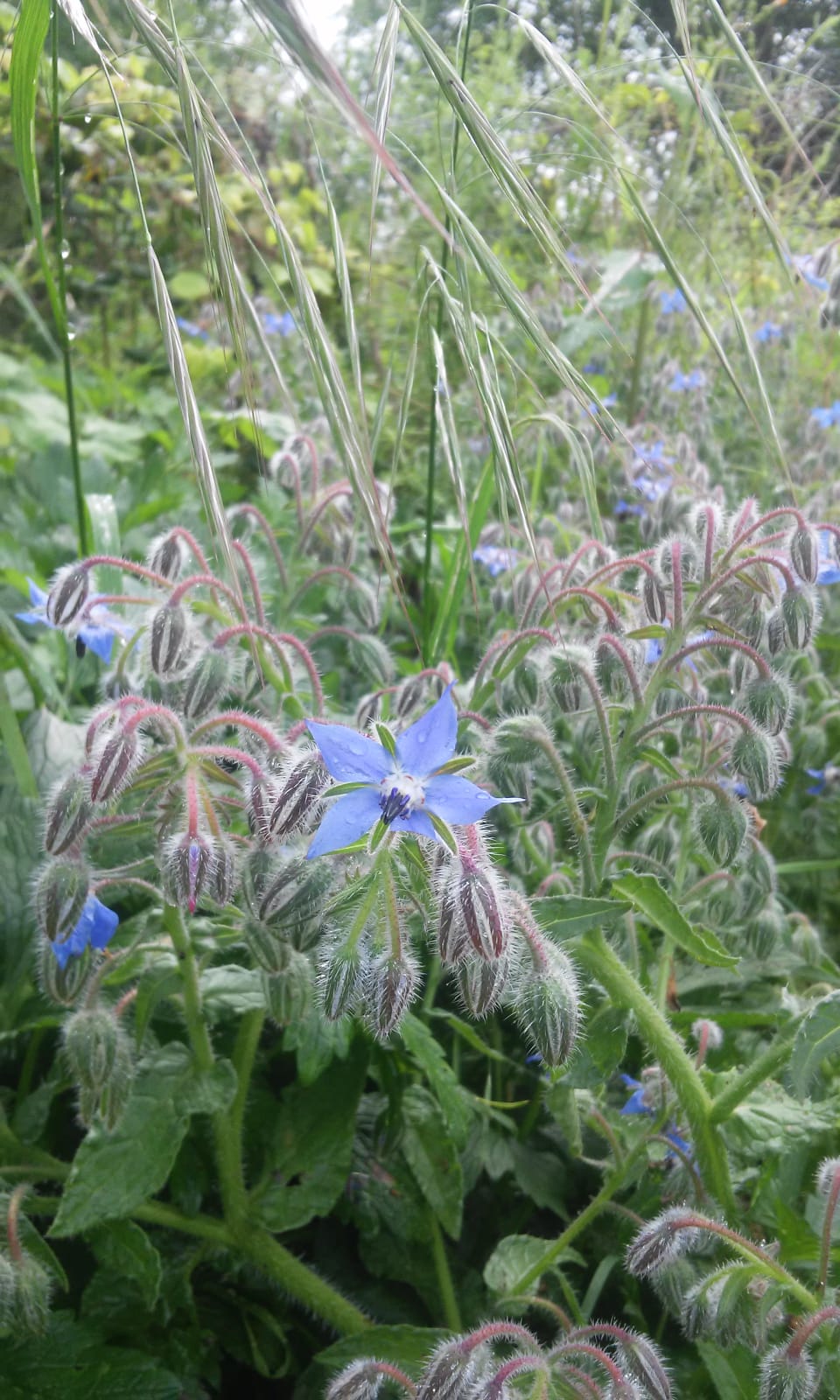 Annexe bourrache fleur.jpg