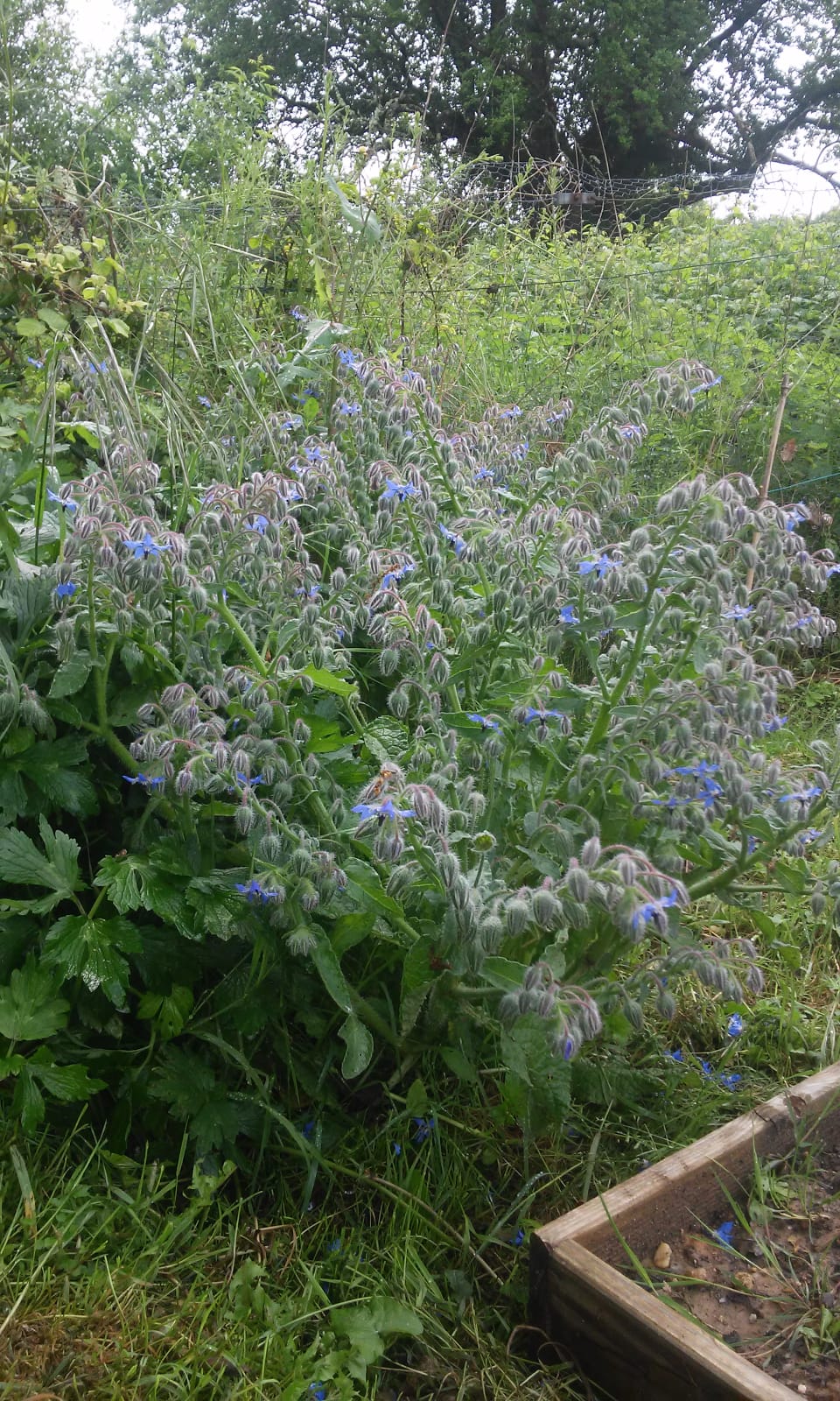 Annexe bourrache globale.jpg