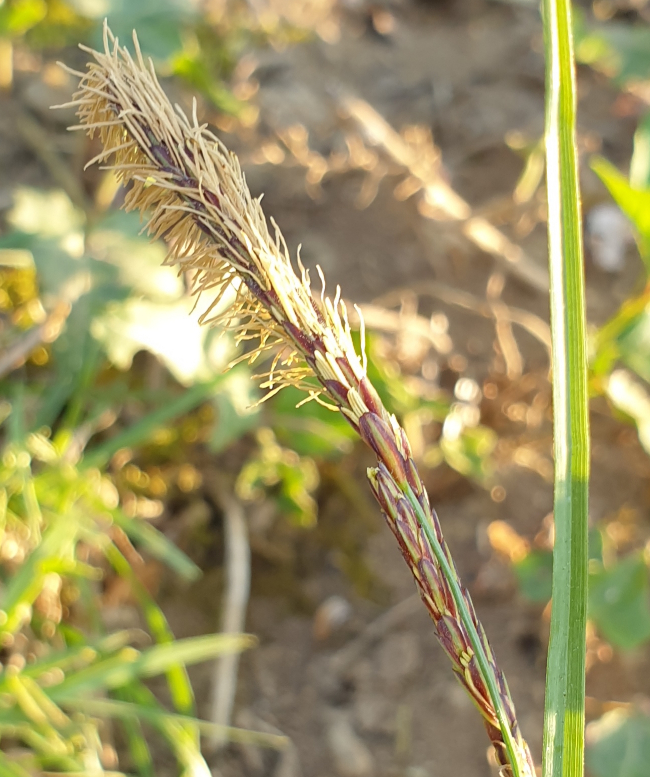 Annexe Laîche 1.jpg