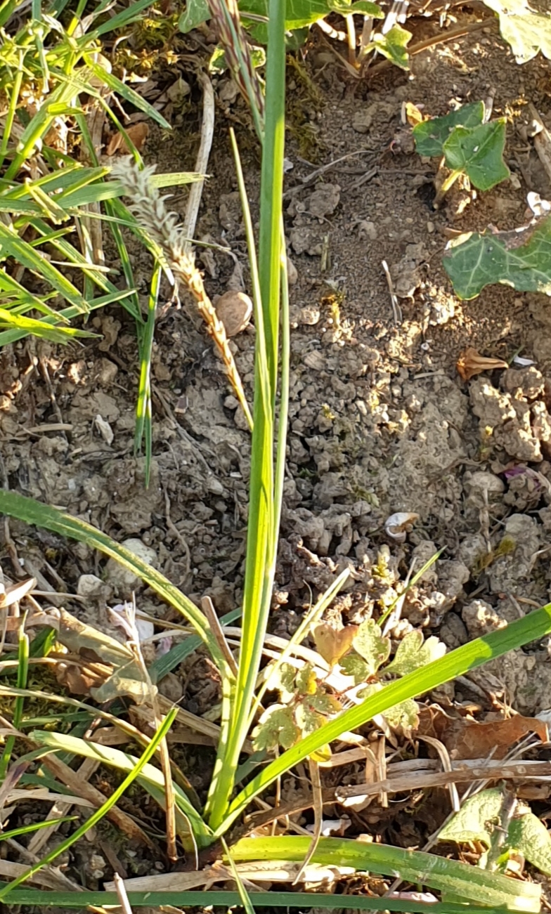 Annexe Laîche 2.jpg