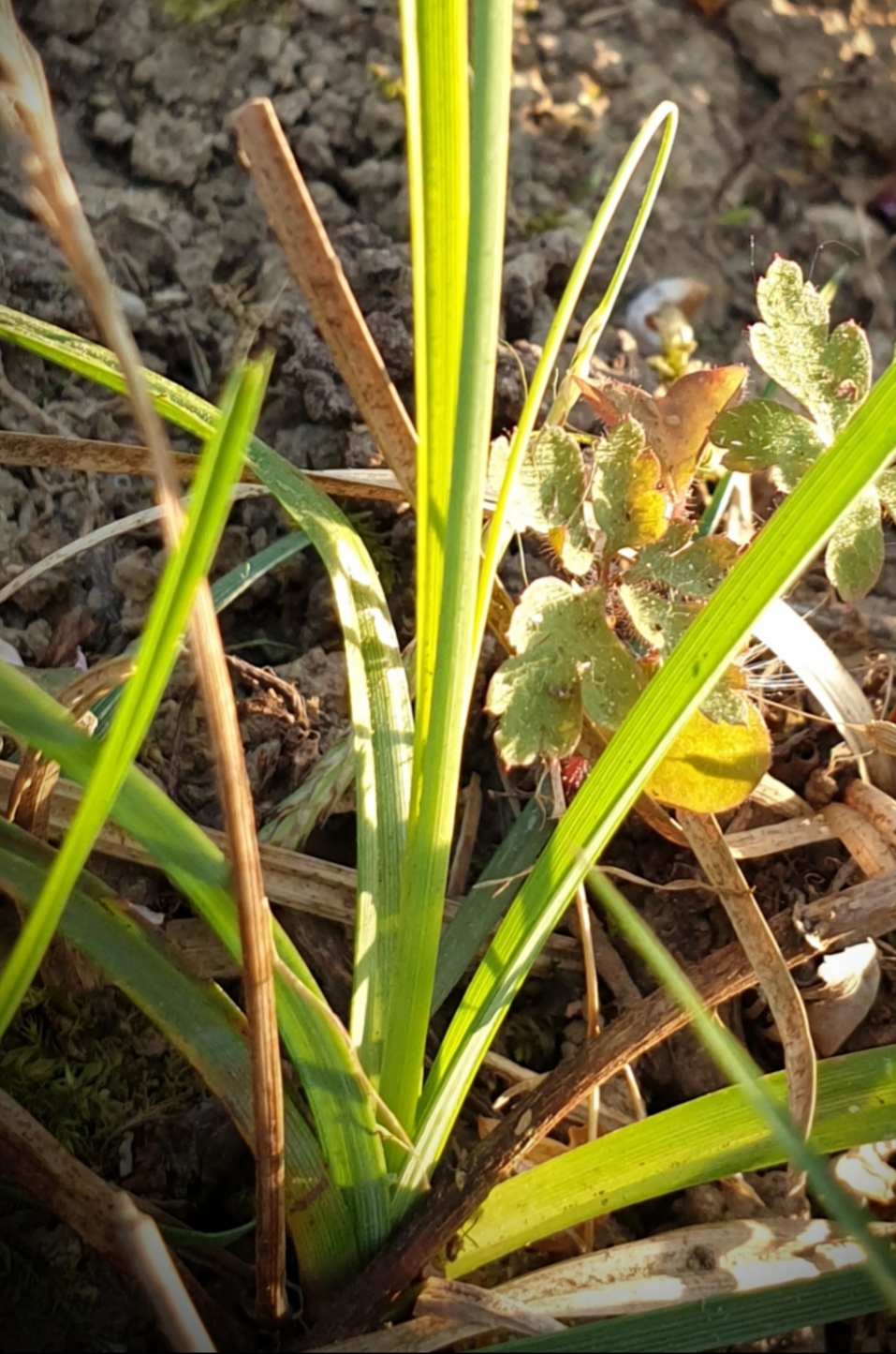 Annexe Laîche 3.jpg