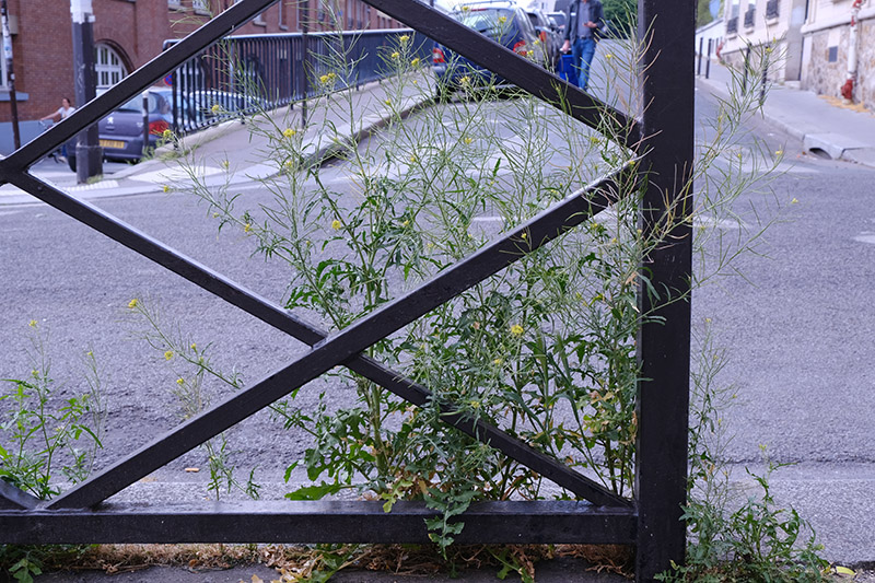 Annexe Sisymbrium-irio-L-01.jpg