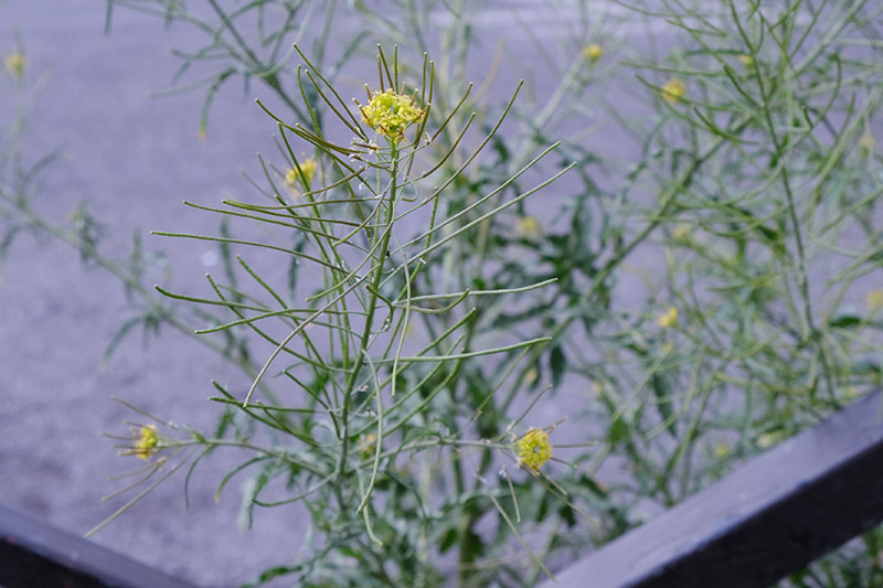 Annexe Sisymbrium-irio-L-02.jpg