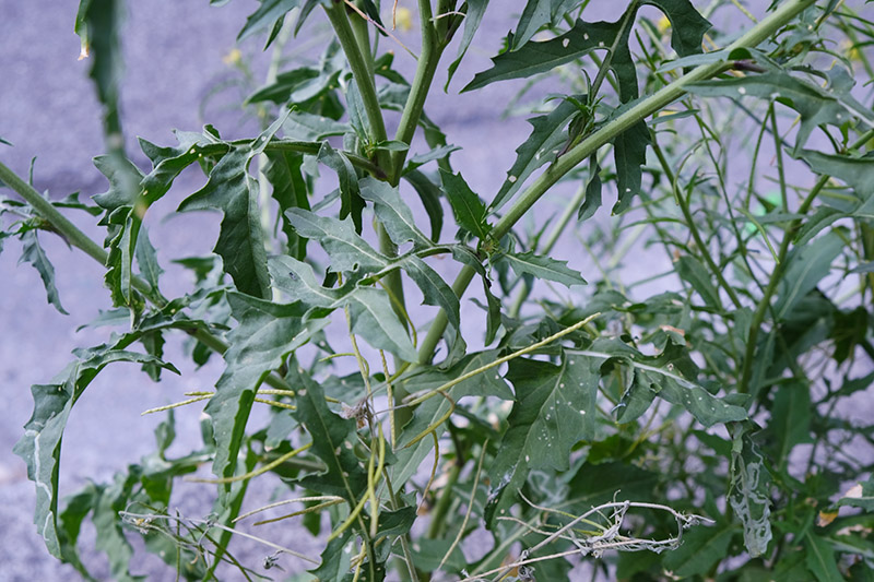 Annexe Sisymbrium-irio-L-04.jpg