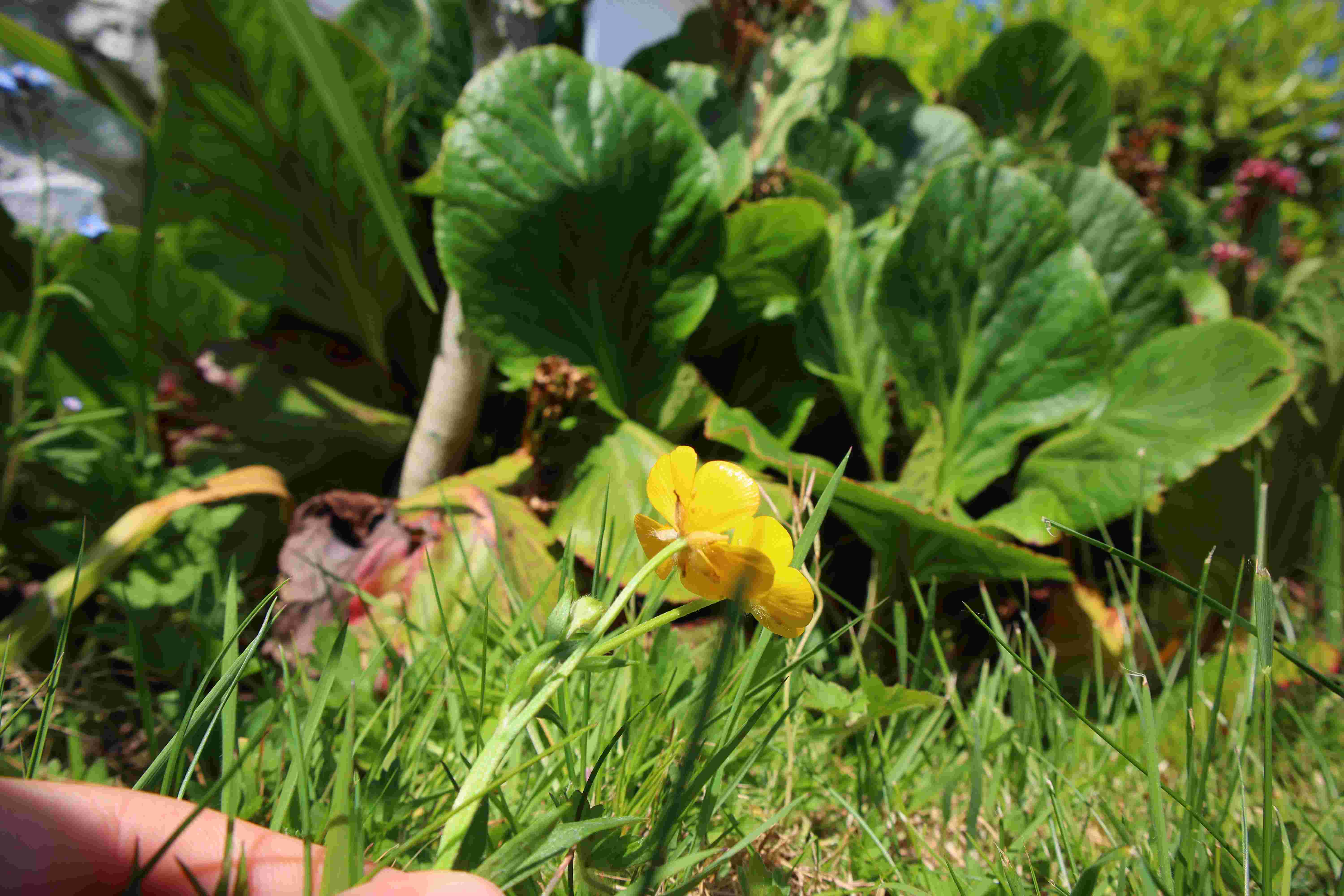 Annexe photo 1 compressée.JPG