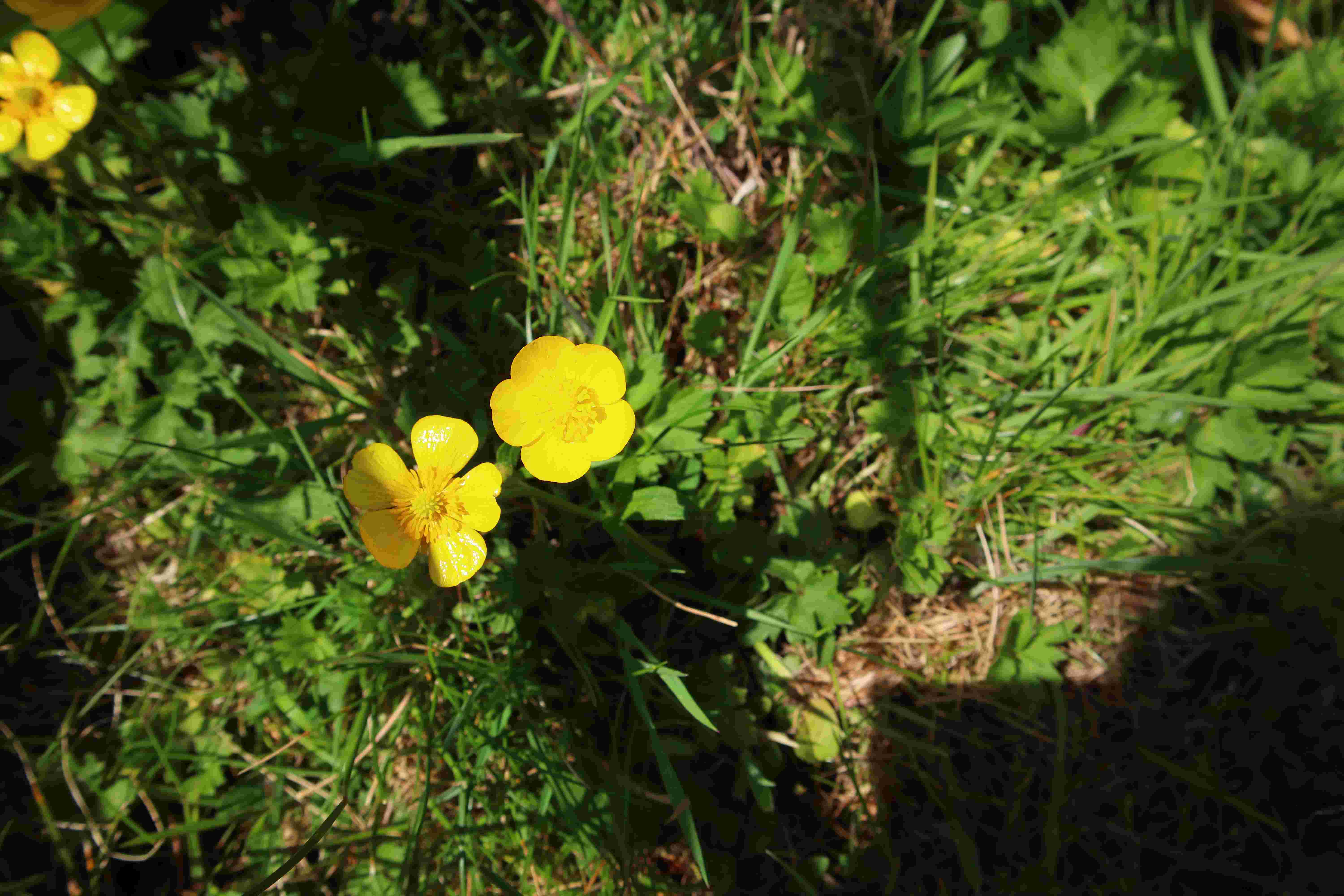 Annexe photo 3 compressée.JPG