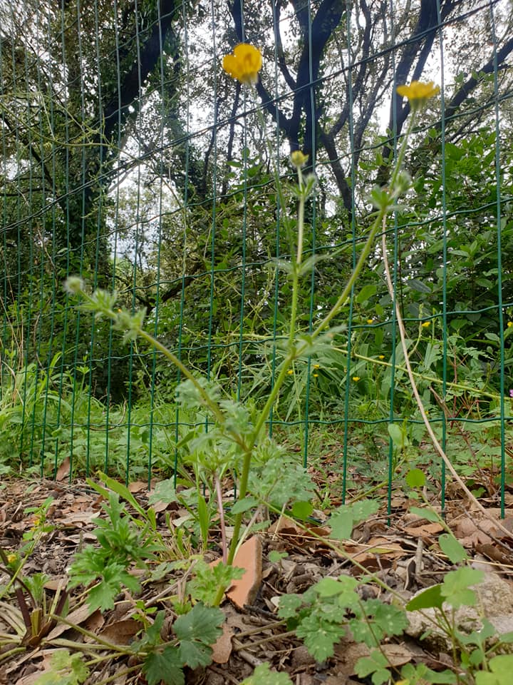 Annexe bouton dor.jpg