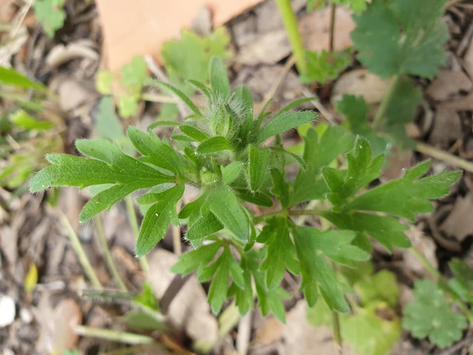 Annexe bouton dor2.jpg