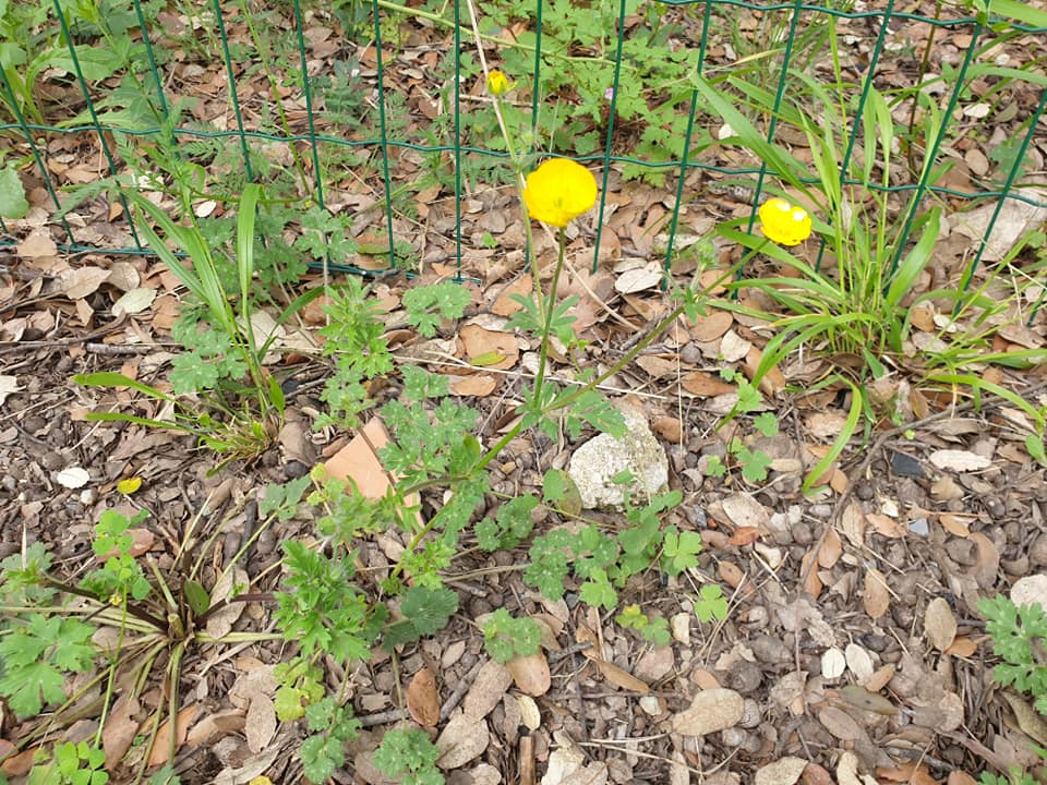 Annexe bouton dor5.jpg