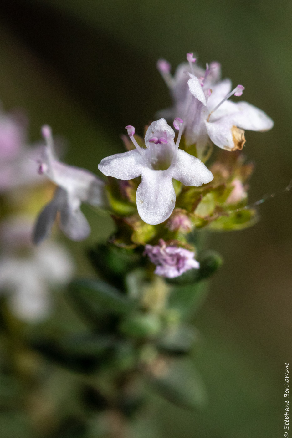 Annexe Thym-1314.jpg