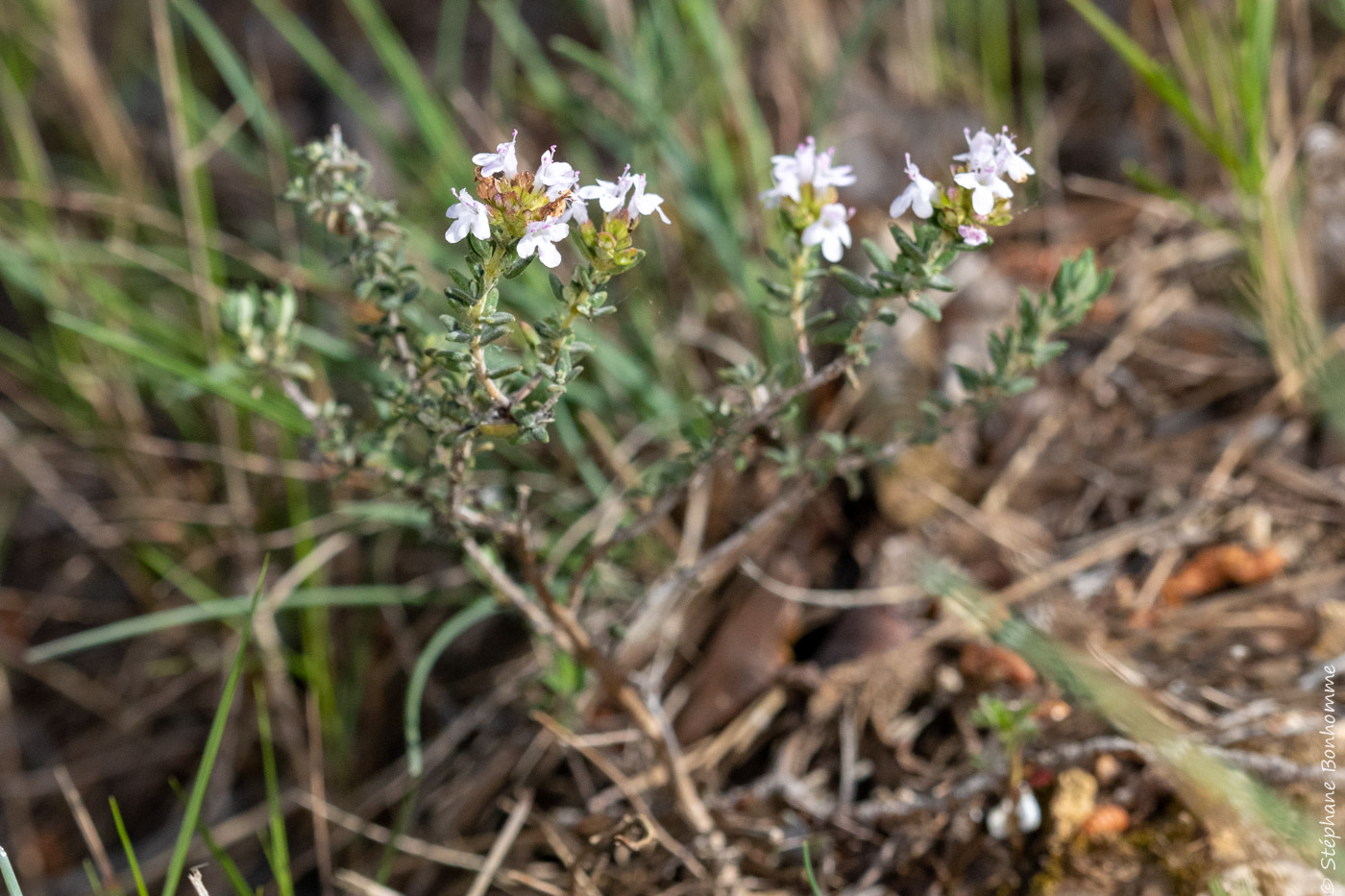 Annexe Thym-1315.jpg