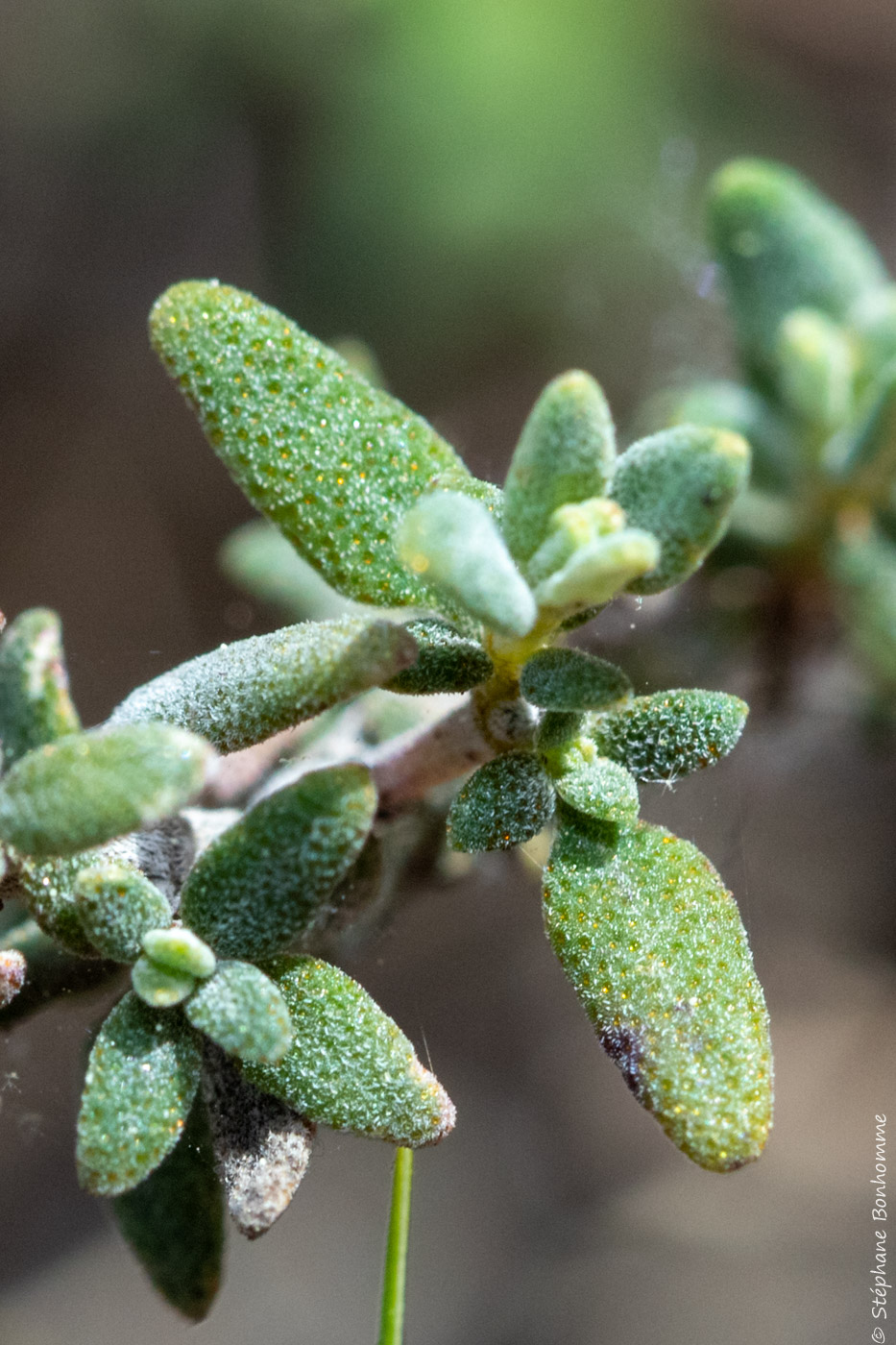 Annexe Thym-1317.jpg